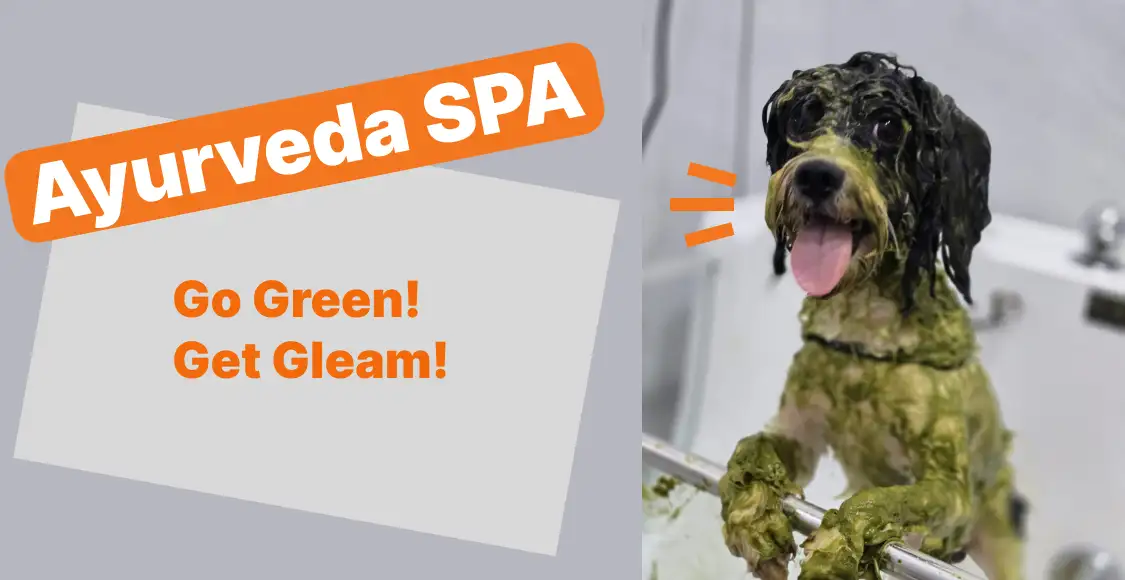 Bailey & Patch Grooming Highlight 5